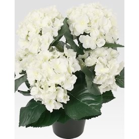 Hortensia 35 cm, vit