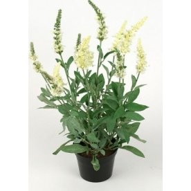Veronica 46 cm, vit