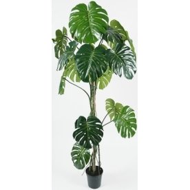 Monstera, grön, 180 cm