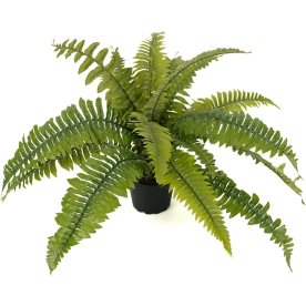 Ormbunke, Ø60 cm
